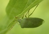 Southern green stink bug under a leaf - France