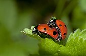 Sevenspotted lady bug mating - France  ; The male is wearing a dew drop.