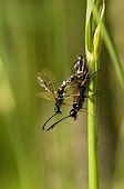 European Wheat Stem Sawfly mating - France 