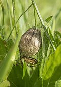 Wasp Spider on its cocoon - France 