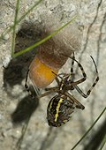Wasp Spider covering her laying a white silk - France ; 10:37 p.m., she covers her eggs with a thick white silk. Its role is to keep the eggs under their support. It revolves around the cocoon pulling silk with its hind legs and dropping it on the eggs.