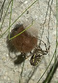 Épeire fasciée recouvrant sa ponte d'une soie marron ; 22 heures 42, elle recouvre l'ensemble avec une soie marron floconneuse très légère. Une fois les œufs éclos, cette couche formera une sorte de chambre où les jeunes araignées vivront leurs premières semaines à l'abri du froid.