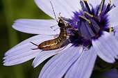 Common Earwig on Cupid dart flower - France ; eating stamens