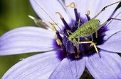 Speckled Bush Cricket juvenile on Cupid dart flower - France