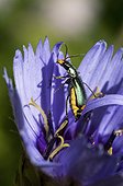 Malachite Beetle on Cupid dart flower - France