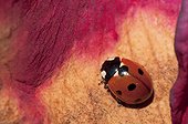 Sevenspotted lady beetle on a faded petal Rose - France 