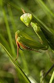 Portrait of Praying Mantis in the grass - France 