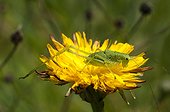 Speckled Bush Cricket on a dandelion - France