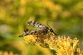 Common Scorpion fly on Goldenrod Flowers - France