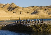 Cormorants on the shore - Peninsula Valdes Argentina