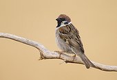 Tree Sparrow perched in a tree at spring - Spain