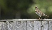 Song Thrush perched on a fence at spring - GB