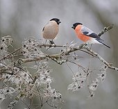 Couple of Bullfinches on branch - Northern Vosges France