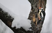Middle Spotted Woodpecker on trunk - Northern Vosges France
