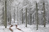Larch forest under snow - Northern Vosges France  ; first snow fall 