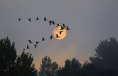 Greylag Geese in flight at dawn - Northern Vosges France