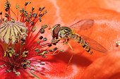 Marmalade fly on Poppy flowers - Northern Vosges France