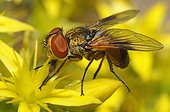 Hover fly on Goldmoss Stonecrop - Northern Vosges France