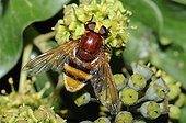Hornet Mimic Hoverfly on English Ivy - North Vosges France