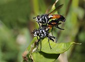 Tachinid flies mating - Northern Vosges France