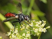 Tachinid fly on umbel - Northern Vosges France