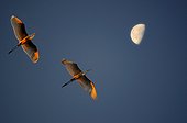 Great Egrets in flight at dawn - Sauer Delta France