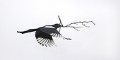 Magpie in flight with twig for its nest - France