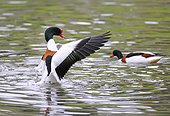 Common Shelduck displaying on the water - France 