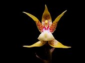 Orchidée Plocoglottis acumina - Gunung Mulu Bornéo Malaisie