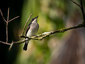 Black-winged Flycatcher-shrike - Bako Borneo Malaysia 