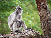 Silvered Leaf Monkey on branch - Bako Borneo Malaysia 