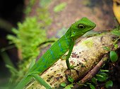 Green Crested Lizard - Gunung Mulu Borneo Malaysia