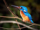Blue-eared kingfisher on branch - Kinabatangan Malaysia