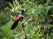 Greater Coucal on a branch - Tawau Hills Malaysia
