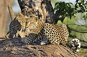 Female Leopard and young on a branch - Khwai Botswana