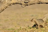 Banded Mongoose in the savannah - Khwai Botswana 
