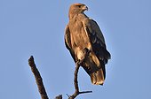 Tawny Eagle on a branch - Khwai Botswana
