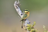 Little Bee-eater on a branch - Khwai Botswana