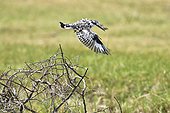Pied kingfisher flying away - Moremi Botswana 