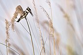Pied kingfisher on reed - Moremi Botswana 