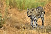 Male leopard walking in the savannah - Savuti Botswana 