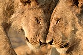 Young Lions cuddling - Savuti Botswana ; Sibling 5 brothers 