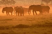 African Elephants at dusk - Savuti Botswana 