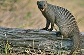 Banded Mongoose on lying trunk - Savuti Botswana