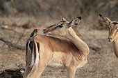 Impala observant le Piqueboeuf qu'il a sur le dos