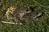 Midwife toads mating in grass - France