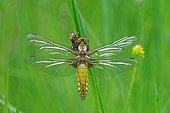 Eurasian Red Dragonfly fledging- Prairie Fouzon France