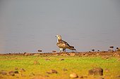 Tawny Eagle on ground - Tadoba Andhari India
