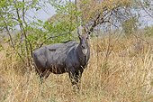 Nilgai in the savannah - Tadoba Andhari India