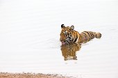 Bengal Tiger in water - Tadoba Andhari India 